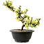 Chaenomeles speciosa bianca, 16 cm, ± 12 anni