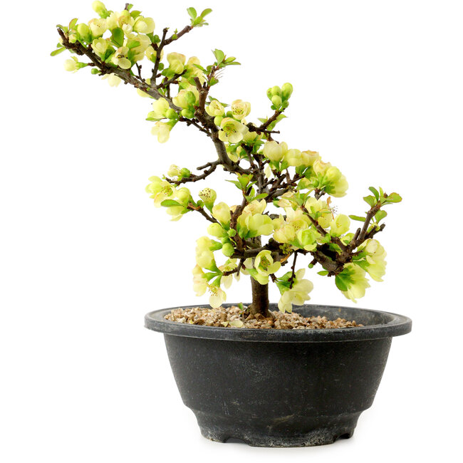 Chaenomeles speciosa white, 16 cm, ± 12 years old