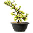 Chaenomeles speciosa blanca, 16 cm, ± 12 años de edad