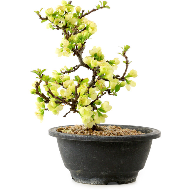 Chaenomeles speciosa blanca, 16 cm, ± 12 años de edad