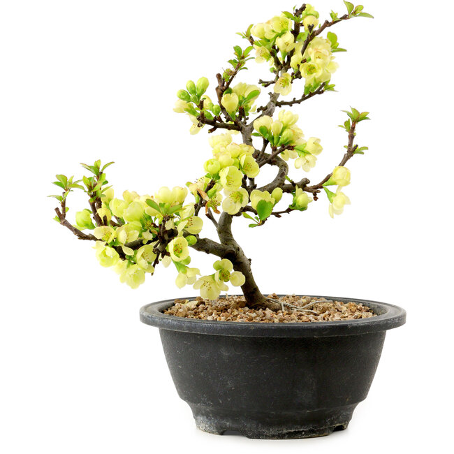 Chaenomeles speciosa white, 16 cm, ± 12 years old