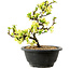 Chaenomeles speciosa blanca, 16 cm, ± 12 años de edad