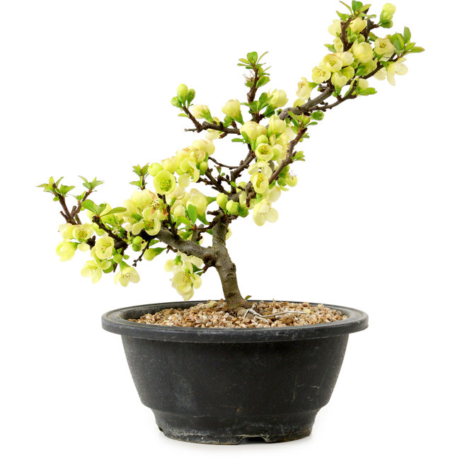 Chaenomeles speciosa bianca, 16 cm, ± 12 anni