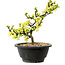 Chaenomeles speciosa bianca, 16 cm, ± 12 anni