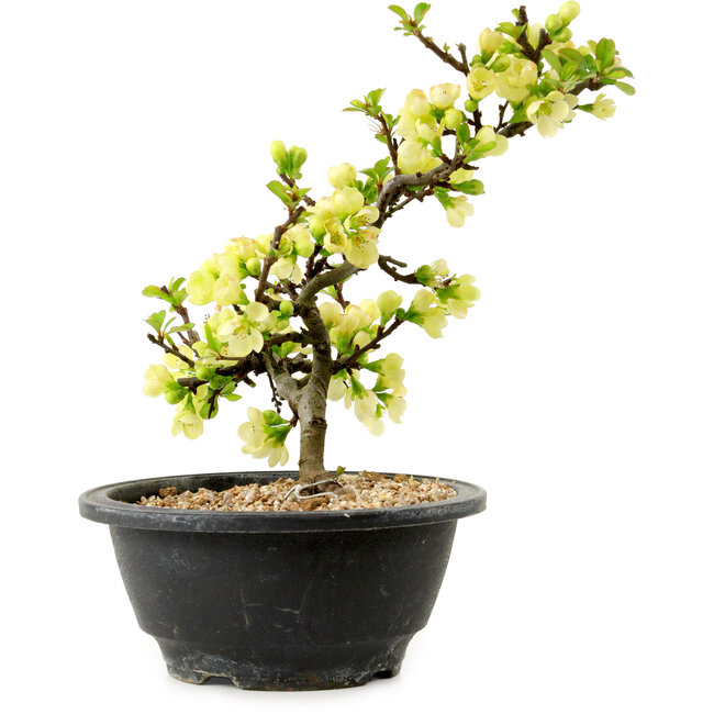 Chaenomeles speciosa wit, 16 cm, ± 12 jaar oud