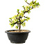 Chaenomeles speciosa blanca, 16 cm, ± 12 años de edad