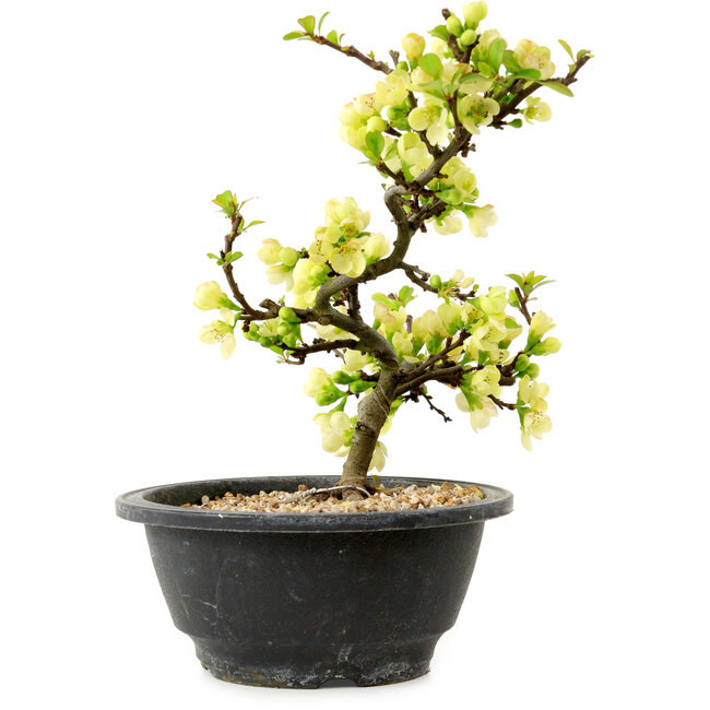 Chaenomeles speciosa white, 16 cm, ± 12 years old