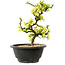 Chaenomeles speciosa blanche, 16 cm, ± 12 ans