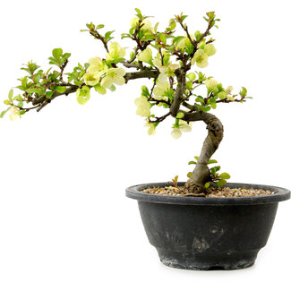 Chaenomeles speciosa blanca, 16 cm, ± 12 años de edad