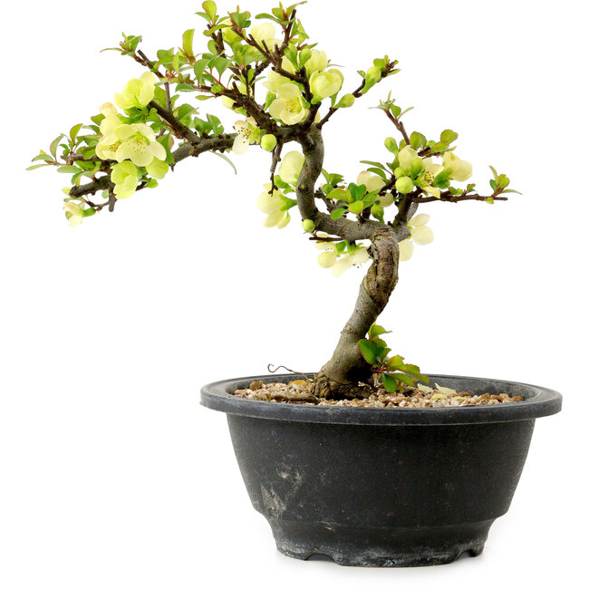 Chaenomeles speciosa bianca, 16 cm, ± 12 anni