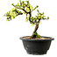 Chaenomeles speciosa blanche, 16 cm, ± 12 ans