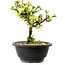 Chaenomeles speciosa blanche, 16 cm, ± 12 ans