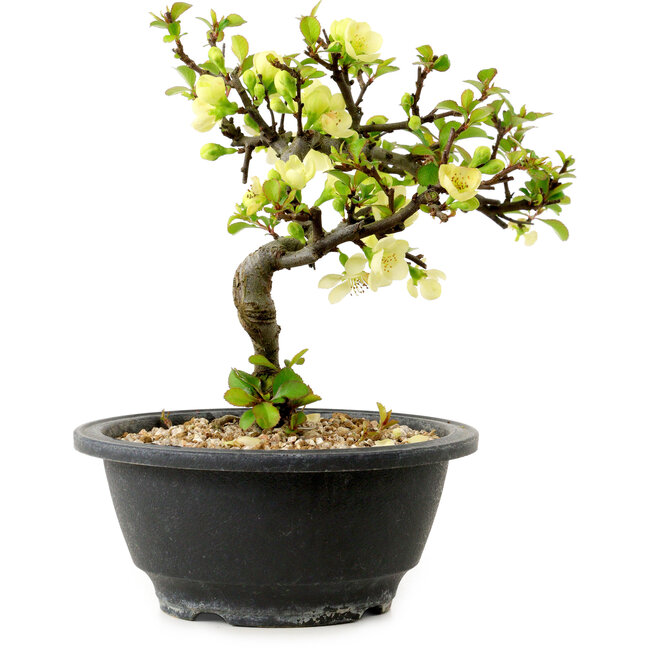Chaenomeles speciosa bianca, 16 cm, ± 12 anni