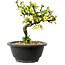 Chaenomeles speciosa white, 16 cm, ± 12 years old