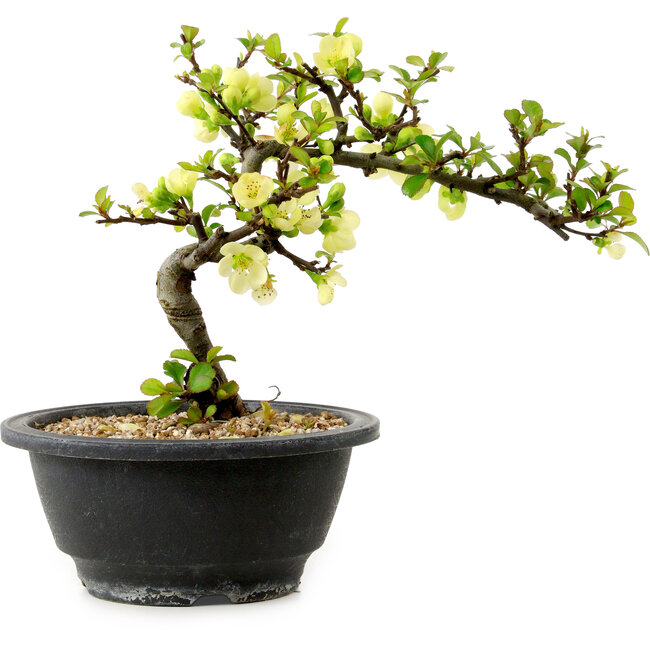 Chaenomeles speciosa blanca, 16 cm, ± 12 años de edad