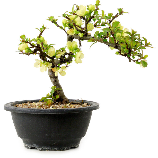 Chaenomeles speciosa blanca, 16 cm, ± 12 años de edad