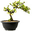 Chaenomeles speciosa blanca, 16 cm, ± 12 años de edad