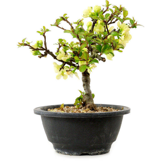 Chaenomeles speciosa blanche, 16 cm, ± 12 ans