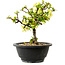 Chaenomeles speciosa blanche, 16 cm, ± 12 ans