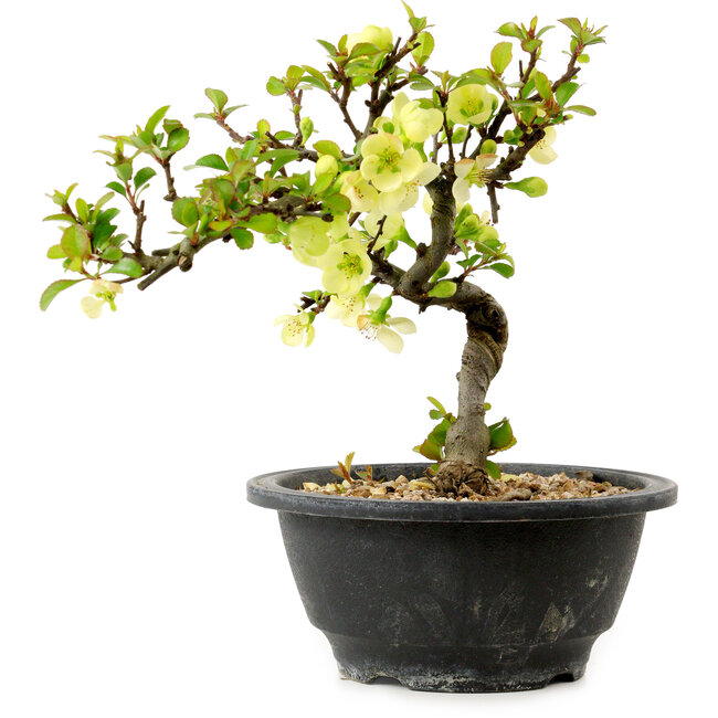 Chaenomeles speciosa white, 16 cm, ± 12 years old