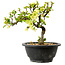 Chaenomeles speciosa bianca, 16 cm, ± 12 anni