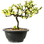 Chaenomeles speciosa blanca, 16 cm, ± 12 años de edad