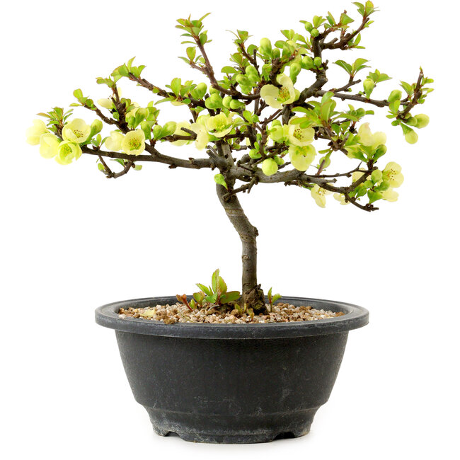 Chaenomeles speciosa blanche, 16 cm, ± 12 ans
