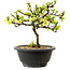 Chaenomeles speciosa bianca, 16 cm, ± 12 anni