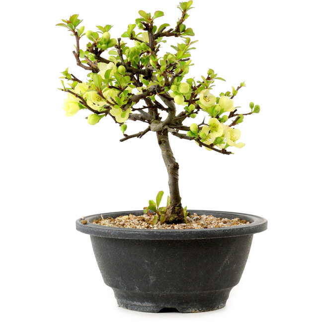 Chaenomeles speciosa blanca, 16 cm, ± 12 años de edad