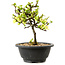 Chaenomeles speciosa weiß, 16 cm, ± 12 Jahre alt
