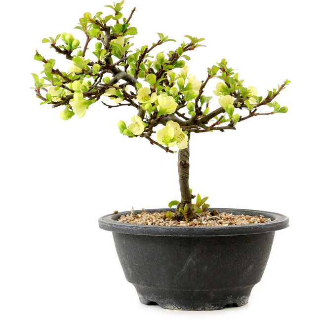 Chaenomeles speciosa blanca, 16 cm, ± 12 años de edad