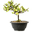 Chaenomeles speciosa blanca, 16 cm, ± 12 años de edad