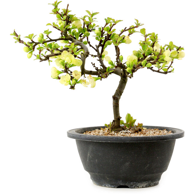 Chaenomeles speciosa white, 16 cm, ± 12 years old