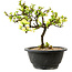 Chaenomeles speciosa bianca, 16 cm, ± 12 anni
