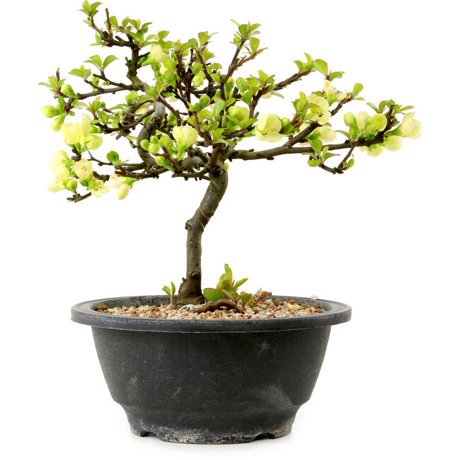 Chaenomeles speciosa blanche, 16 cm, ± 12 ans