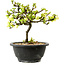 Chaenomeles speciosa bianca, 16 cm, ± 12 anni