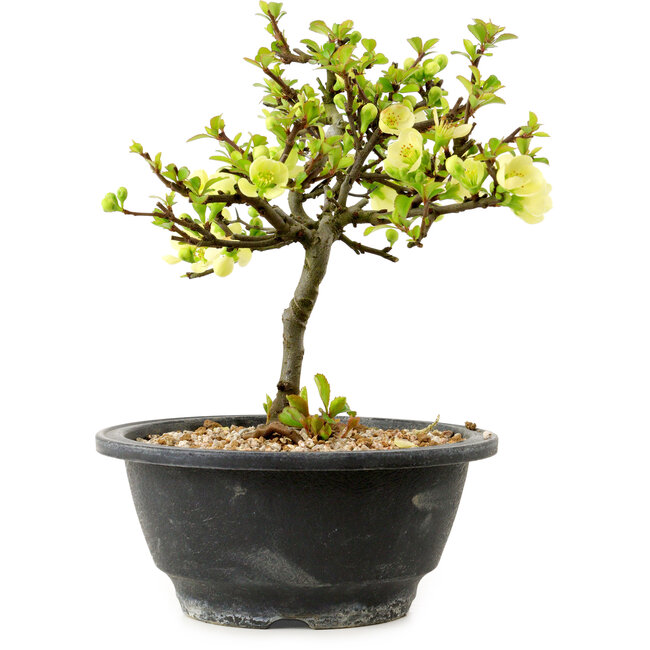 Chaenomeles speciosa bianca, 16 cm, ± 12 anni