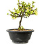 Chaenomeles speciosa bianca, 16 cm, ± 12 anni