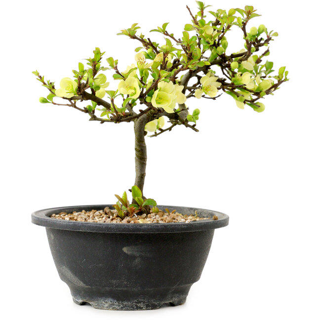 Chaenomeles speciosa bianca, 16 cm, ± 12 anni