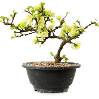 Chaenomeles speciosa weiß, 16 cm, ± 12 Jahre alt
