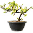 Chaenomeles speciosa weiß, 16 cm, ± 12 Jahre alt