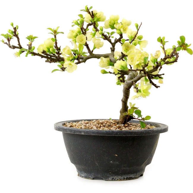 Chaenomeles speciosa weiß, 16 cm, ± 12 Jahre alt