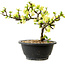 Chaenomeles speciosa blanca, 16 cm, ± 12 años de edad