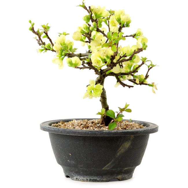 Chaenomeles speciosa blanca, 16 cm, ± 12 años de edad