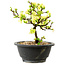 Chaenomeles speciosa blanche, 16 cm, ± 12 ans