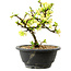 Chaenomeles speciosa bianca, 16 cm, ± 12 anni
