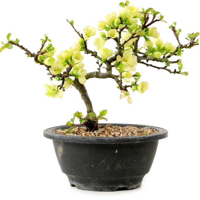 Chaenomeles speciosa blanche, 16 cm, ± 12 ans