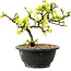 Chaenomeles speciosa blanca, 16 cm, ± 12 años de edad