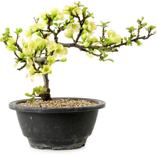Chaenomeles speciosa bianca, 16 cm, ± 12 anni