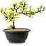 Chaenomeles speciosa weiß, 16 cm, ± 12 Jahre alt